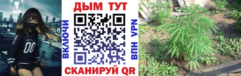 Бошки марихуана гибрид  Купить закладки  Кохма 